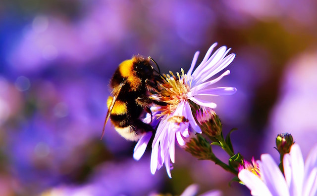 Bee flower image