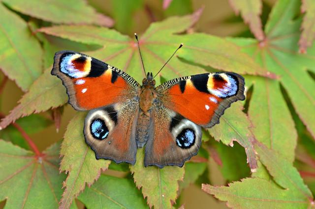 Big Butterfly Count