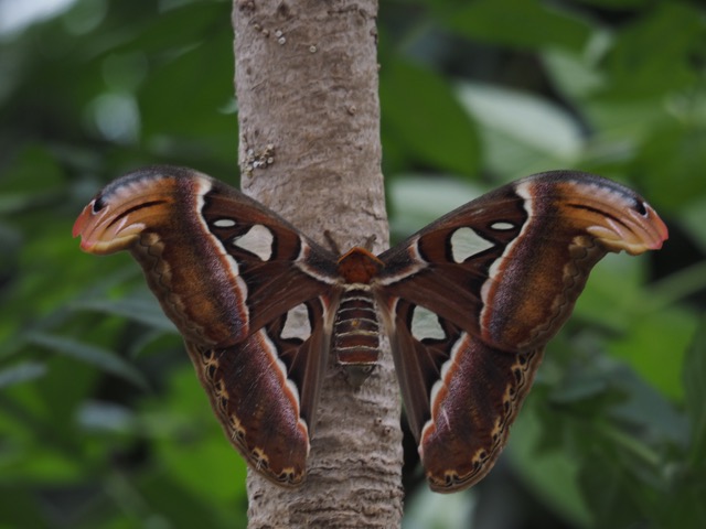 Butterfly World