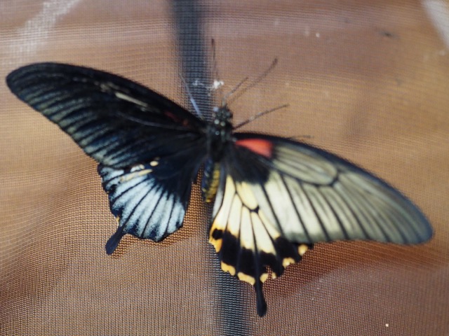 Butterfly World