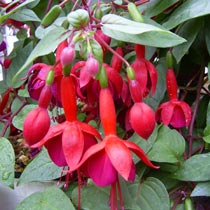 fuchsia