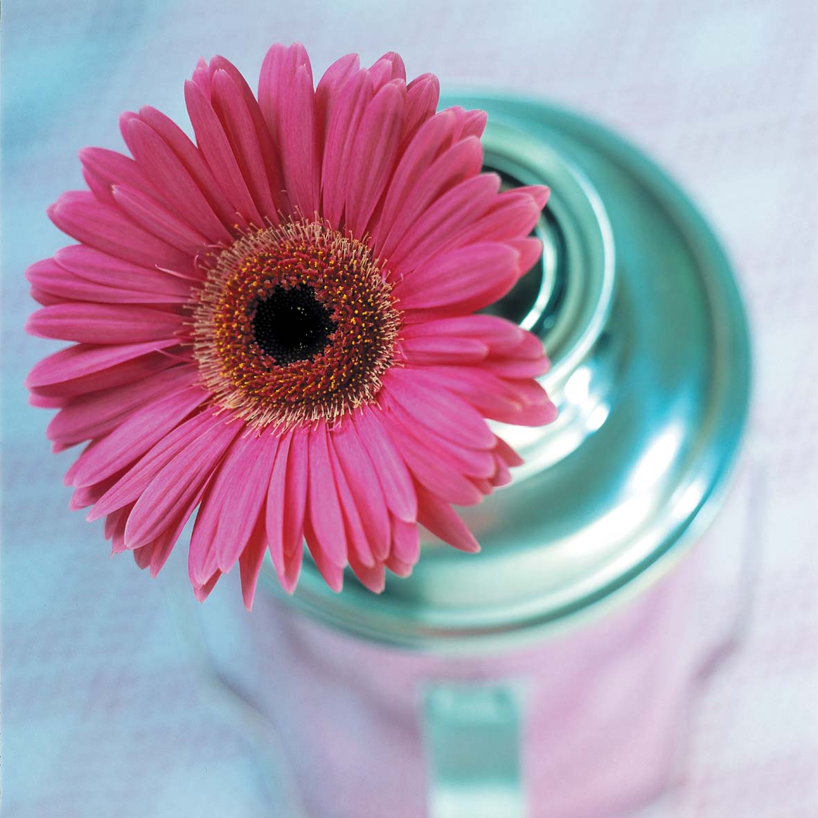 gerbera