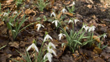 National Trust Snowdrops