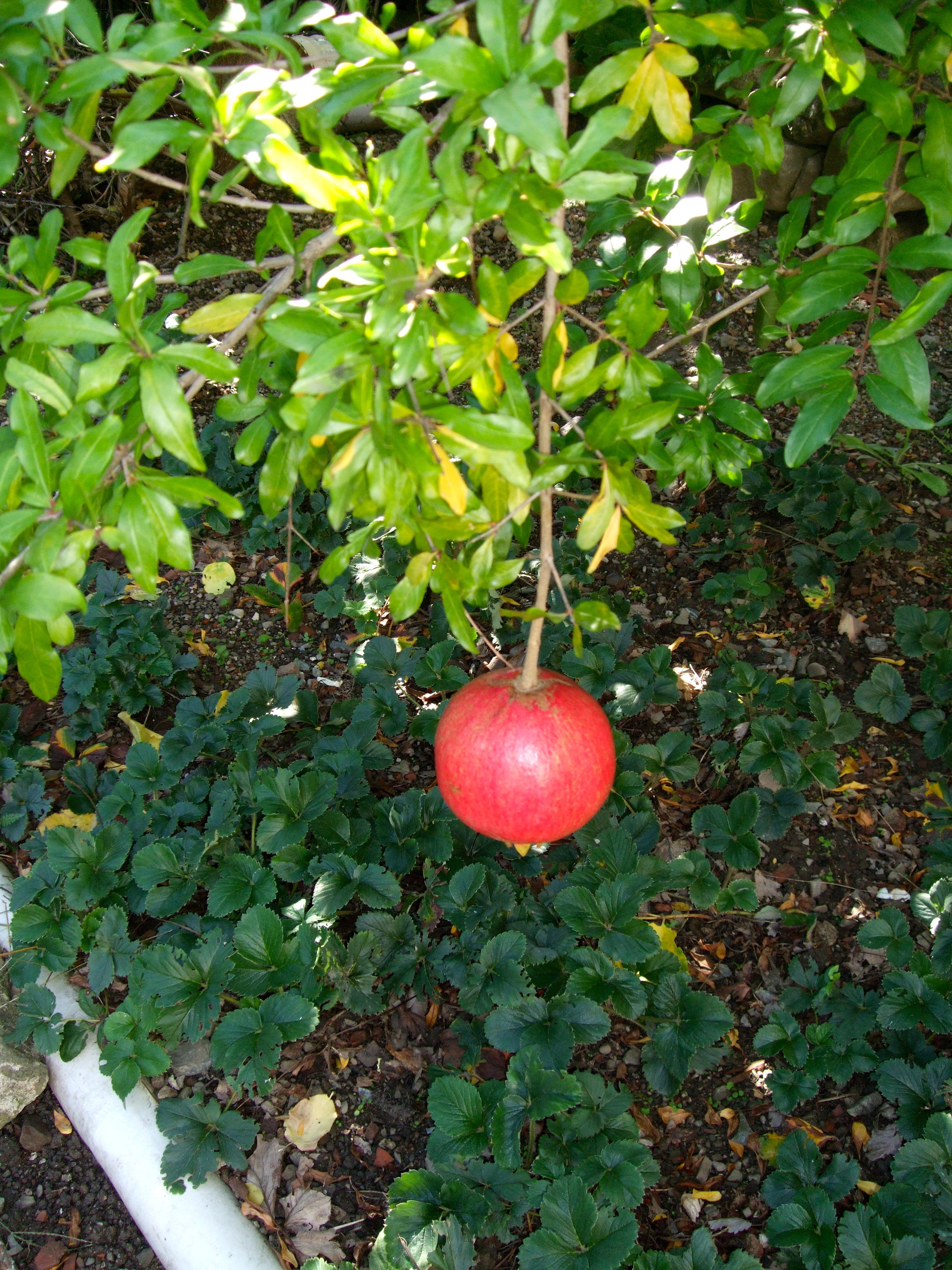 pomegranate