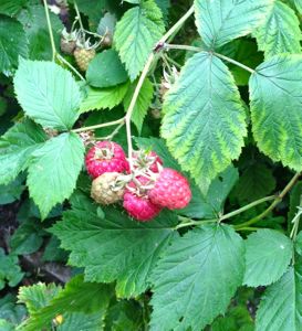 Raspberries