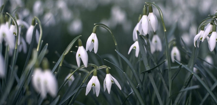 snowdrops