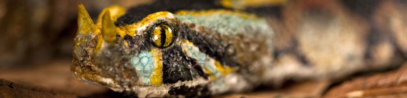 World Museum Liverpool - snakes